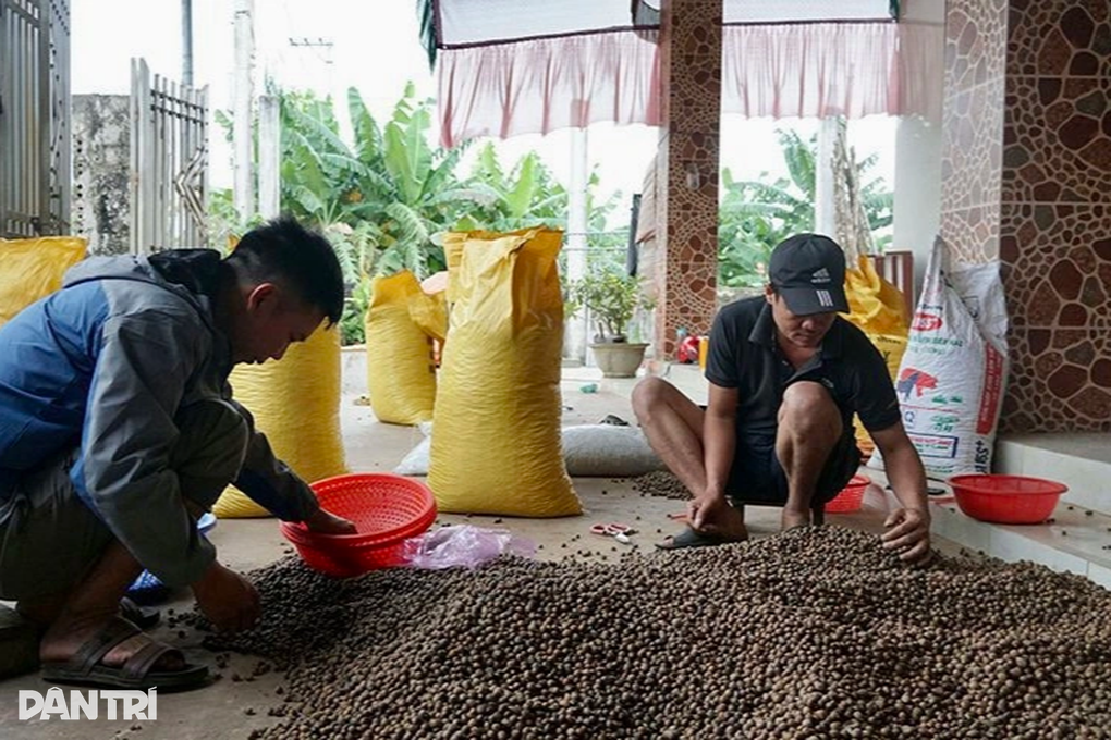 Cả xã kéo nhau đi nhặt lộc rừng, thu hàng tỷ đồng - 6 Cả xã kéo nhau đi nhặt lộc rừng, thu hàng tỷ đồng - 6