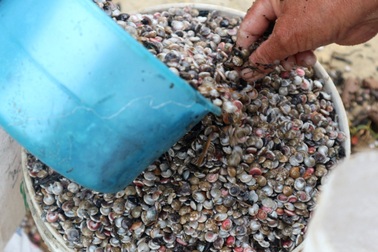 Ngư dân phấn khởi vì được mùa ốc ruốc