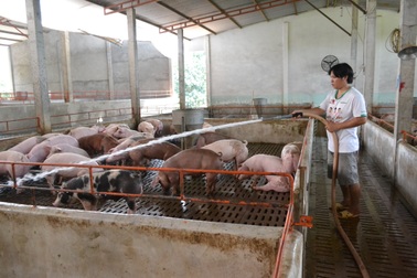 Thảm cảnh người nuôi heo: Càng nuôi càng lỗ nhưng vẫn cứ phải… nuôi