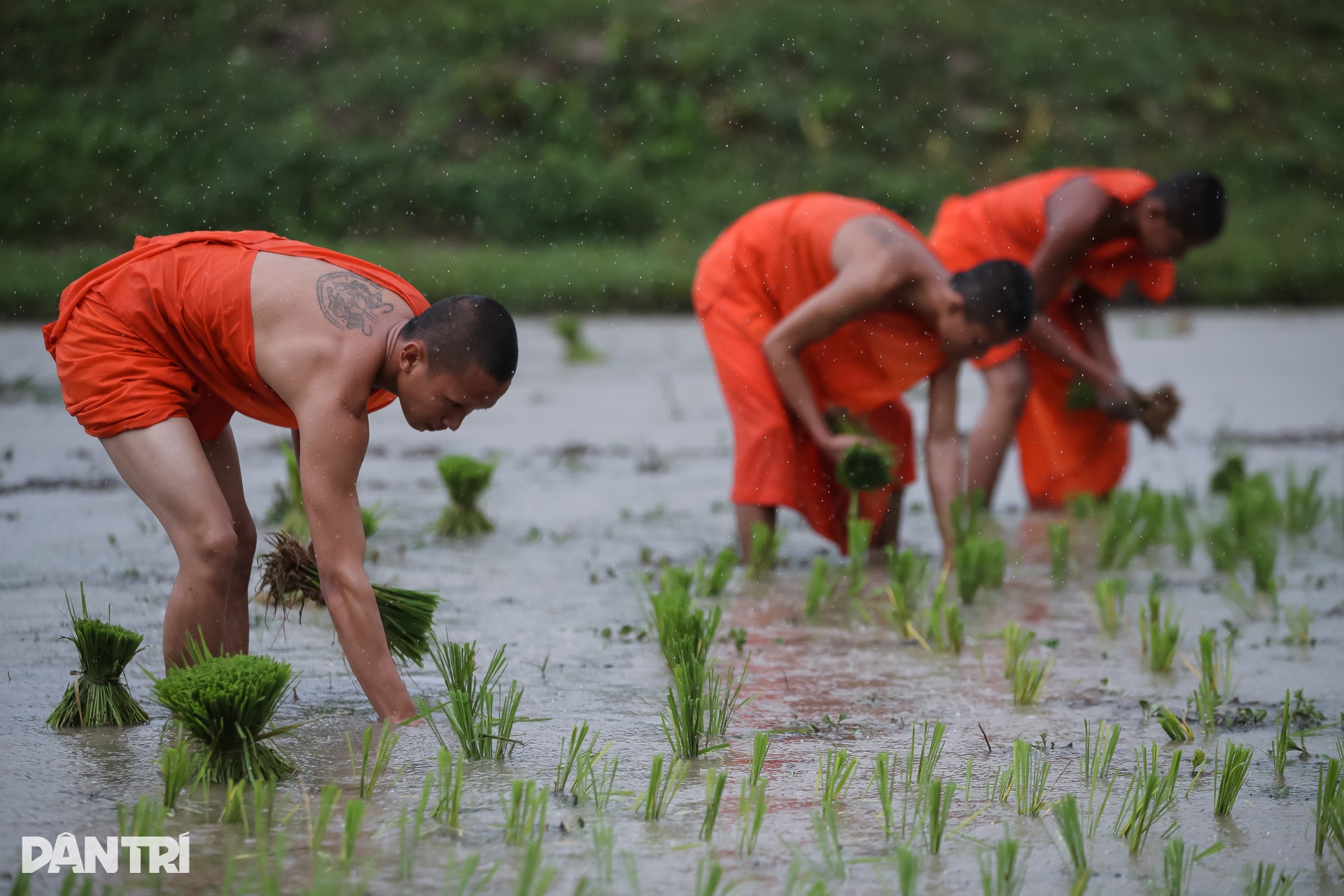 Sư thầy, người dân đội mưa cấy lúa mừng lễ Sene Dolta của đồng bào Khmer - 4 Sư thầy, người dân đội mưa cấy lúa mừng lễ Sene Dolta của đồng bào Khmer - 4