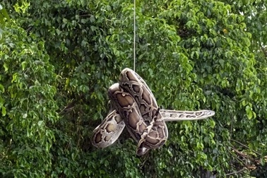 Con trăn dài 2m xuất hiện ở bến tàu du lịch Nha Trang