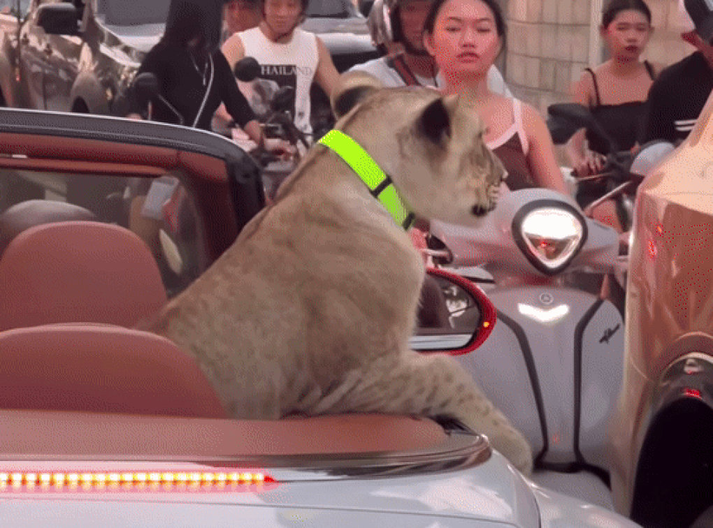 Đại gia ở Thái Lan cho sư tử ngồi xe mui trần lượn phố gây náo loạn - 2 Đại gia ở Thái Lan cho sư tử ngồi xe mui trần lượn phố gây náo loạn - 2