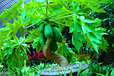 Hoa cảnh Tết - từ su hào 70.000 đến mai vàng 2 tỷ