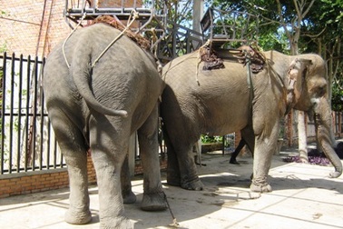 Chặt trộm đuôi voi bán kiếm tiền tiêu xài  