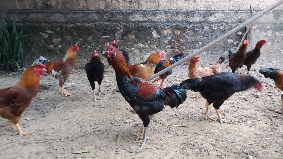 Nuôi cả vườn gà gần trăm con ăn Tết: Nhà nông miễn nhiễm với bão giá thịt lợn - 2 Nuôi cả vườn gà gần trăm con ăn Tết: Nhà nông miễn nhiễm với bão giá thịt lợn - 2