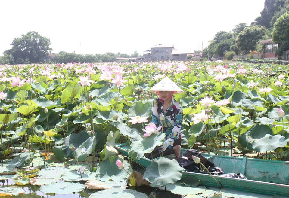 Trồng sen Nhật, thả cá và làm du lịch ở ruộng lúa, nông dân kiếm bộn tiền - 4 Trồng sen Nhật, thả cá và làm du lịch ở ruộng lúa, nông dân kiếm bộn tiền - 4