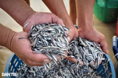 4 loại cá quen thuộc giàu omega-3 không kém cá hồi