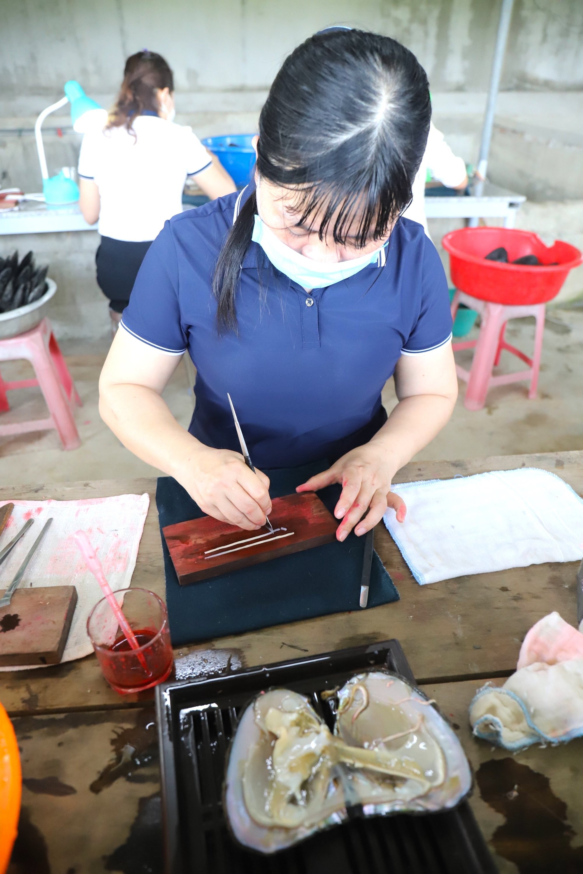 Nuôi trai lấy ngọc, ngay lần đầu đã trúng hàng trăm triệu đồng/năm - 7 Nuôi trai lấy ngọc, ngay lần đầu đã trúng hàng trăm triệu đồng/năm - 7