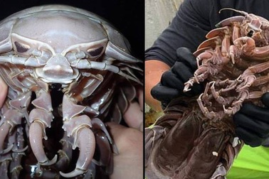 Loài gián biển khổng lồ ở Indonesia