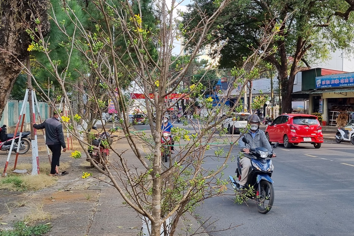 Mai rừng ùn ùn xuống phố, thu hút khách rước xuân về nhà đón Tết - 5 Mai rừng ùn ùn xuống phố, thu hút khách rước xuân về nhà đón Tết - 5
