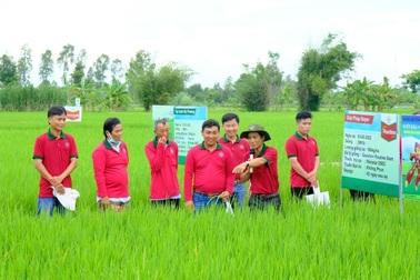 Giải pháp xử lý hạt giống mới giúp nhà nông tăng năng suất lúa