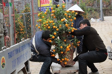 Đút túi tiền triệu mỗi ngày nhờ công việc thời vụ tại vườn đào, quất