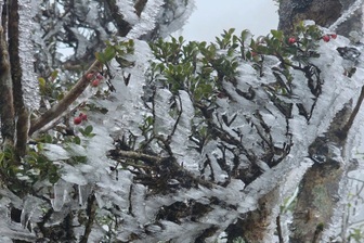 Khách sửng sốt thấy băng giá trắng xóa phủ đỉnh Tà Xùa, nhiệt độ chỉ 0 độ C