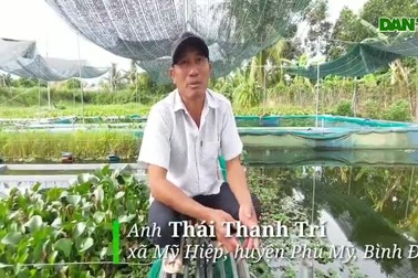 Ra đồng nhặt loài ốc nguy cơ "tuyệt chủng" về nuôi, nông dân thu lãi khủng