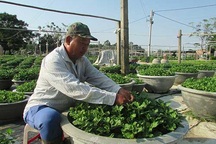 Học nghề trồng hoa, nông dân bỏ túi mỗi năm hơn trăm triệu