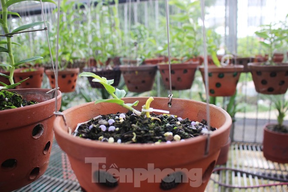 Giới chơi lan đột biến tiết lộ về các chậu không đồng nhưng thu bạc tỷ - 2 Giới chơi lan đột biến tiết lộ về các chậu không đồng nhưng thu bạc tỷ - 2