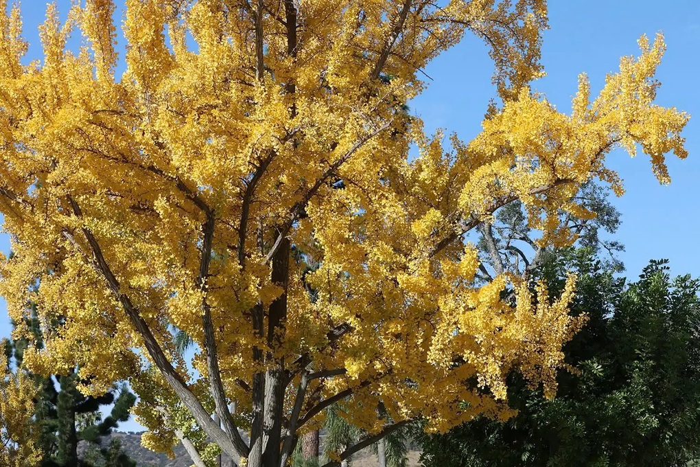 گردشگران از بوی استفراغ که از دو درخت ۷۵ ساله در پارک به مشام میرسید، وحشتزده شدند - ۲ Du khách hoảng hốt vì mùi nôn ói tỏa ra từ cặp cổ thụ 75 tuổi ở công viên - 2