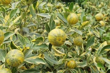 2,5 triệu đồng/cây quất lá phát tài, dân Hà Nội xuýt xoa vì độc lạ