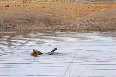 Linh cẩu bơi ngửa khiến cộng đồng mạng phát sốt