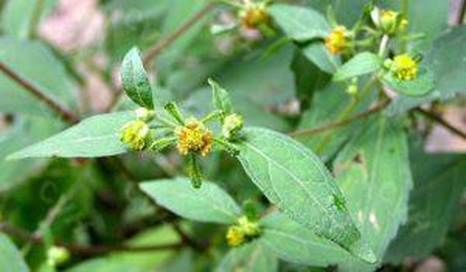 Hoàng Thấp Linh hỗ trợ giảm triệu chứng đau nhức xương khớp như thế nào? - 3 Hoàng Thấp Linh hỗ trợ giảm triệu chứng đau nhức xương khớp như thế nào? - 3