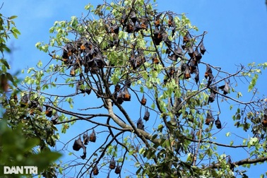 Kỳ lạ đàn dơi "khủng" suốt nửa thế kỷ mỗi năm chỉ đến chùa tá túc 3 tháng