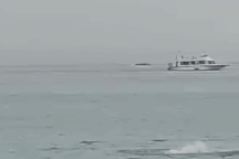 Kinh hoàng khoảnh khắc du khách bị cá mập ăn thịt ngay trước mặt người thân