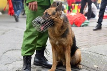 Dùng chó nghiệp vụ ngăn "quái xế" náo loạn đường phố