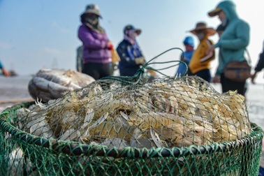 Săn tôm tít đầu năm, ngư dân kiếm tiền triệu mỗi ngày