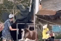 Vụ chó Alaska bị đánh ở Đà Lạt: Chủ thú cưng bị đe dọa