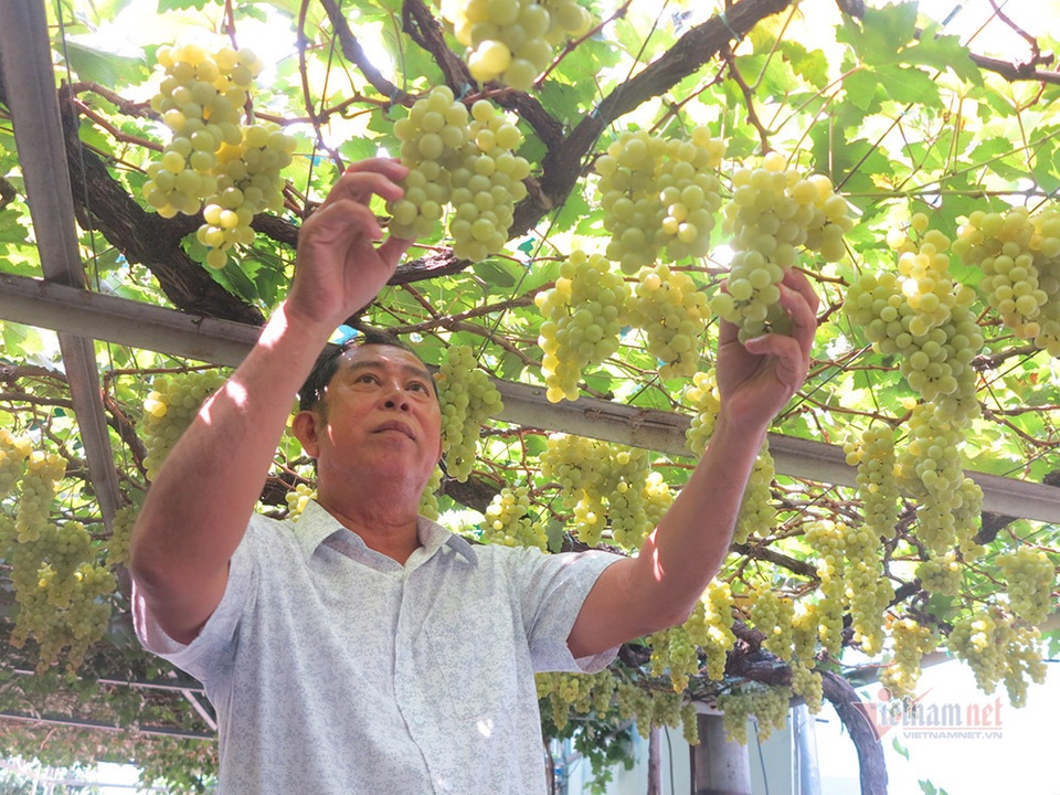 Từ gốc nho bạn tặng, nông dân Sài Gòn thu 500 triệu đồng/năm - 3