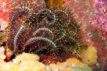 Phát hiện nhiều chất diệt ung thư trong sinh vật biển Việt Nam