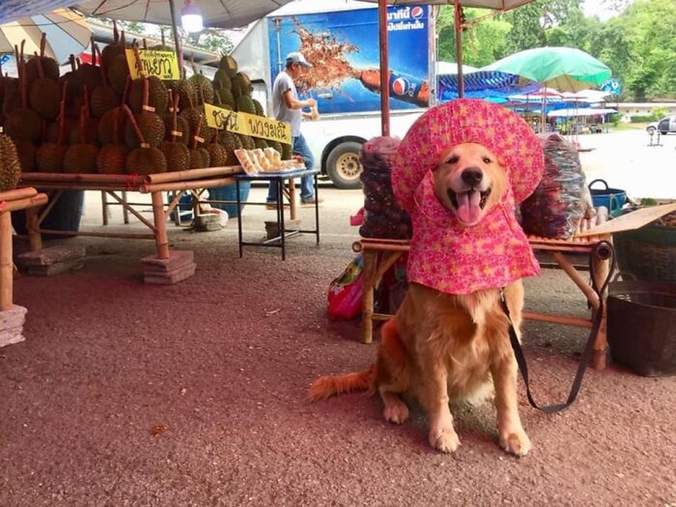 Nụ cười đốn tim của chú chó trở thành thương hiệu của nông trại sầu riêng - 12 Nụ cười đốn tim của chú chó trở thành thương hiệu của nông trại sầu riêng - 12