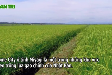 Choáng ngợp những cỗ máy làm thay nông dân trên đồng ruộng Nhật Bản