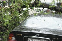 TPHCM: Cây xanh ngã đổ trong mưa lớn 