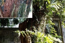 Vì sao cây sưa 100 tỷ đồng ở Hà Nội sắp biến thành “củi mục”?