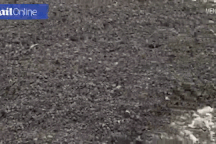 "Rợn người" trước cảnh hàng triệu con bọ phủ kín đen kịt trên bãi biển