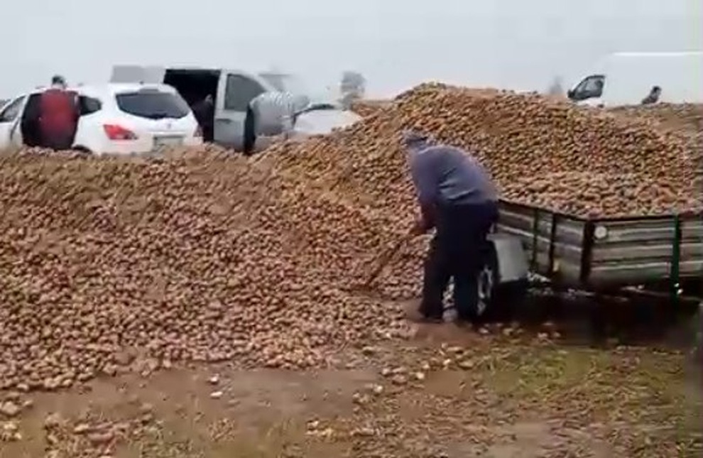 Vì một bài viết giả mạo, ông nông dân mất trắng 150 tấn khoai sau một đêm - 2