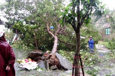Bí thư Đà Nẵng “thắc mắc” vì sao 95% cây xanh đổ trong bão