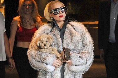 Lady Gaga bị "ném đá" vì mặc áo lông thú