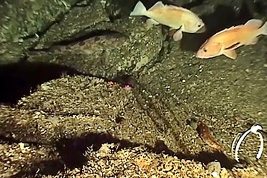 Phát hiện loại bọt biển có thể chữa ung thư tụy