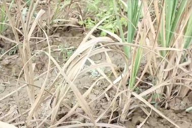 Mía non chết khô ngoài đông do hạn - mặn