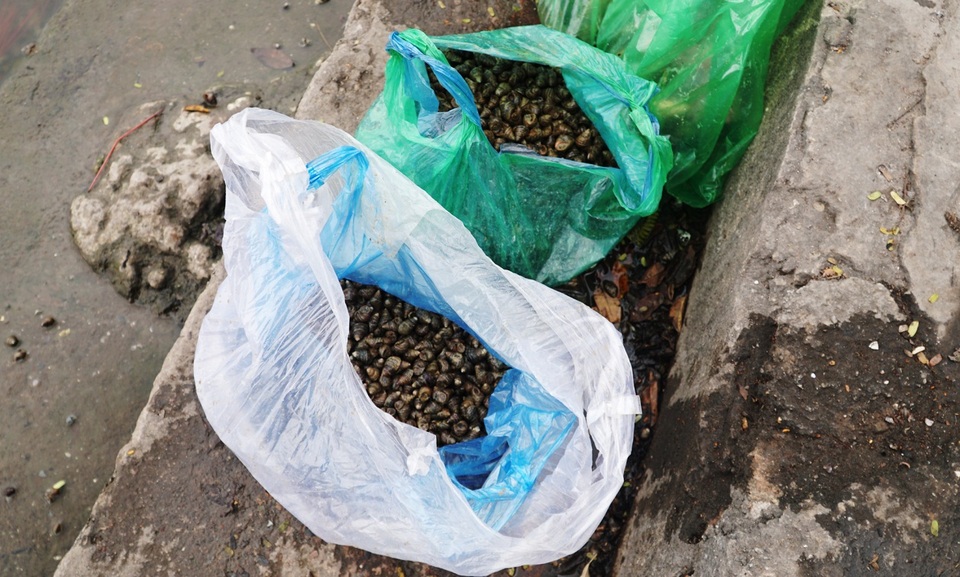 Chưa kịp chầu trời, cá vàng phóng sinh đã thảm hại dưới tay cần thủ - 8