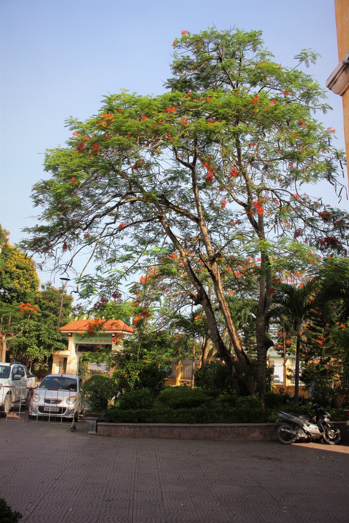 Người dân thành phố hoa phượng đỏ ủng hộ lựa chọn giải pháp bảo đảm an toàn nhưng không “lạm sát” cây xanh - Ảnh 5. Người dân thành phố hoa phượng đỏ ủng hộ lựa chọn giải pháp bảo đảm an toàn nhưng không “lạm sát” cây xanh - Ảnh 5.