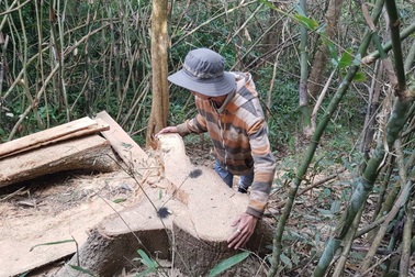 Xem xét xử lý nghiêm vụ phá rừng đặc dụng Nam Ka