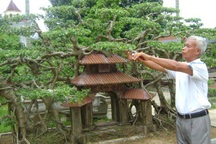 Siêu phẩm cây sanh cổ: Hiếm có khó tìm, giá đỉnh 120 tỷ đồng