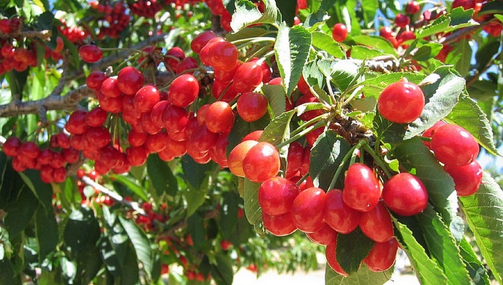 Mê mẩn những vườn cherry vừa đẹp, vừa ngon - 8 Mê mẩn những vườn cherry vừa đẹp, vừa ngon - 8
