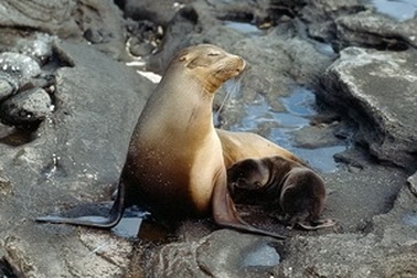 Người dân Quảng Bình bắt được Sư tử biển 