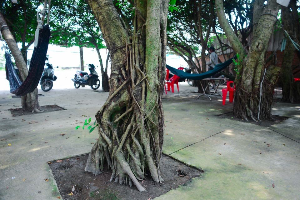 Quán cà phê tạo từ 24 cây si “khủng”, bên trong mát như máy lạnh ở Long An - 12 Quán cà phê tạo từ 24 cây si “khủng”, bên trong mát như máy lạnh ở Long An - 12