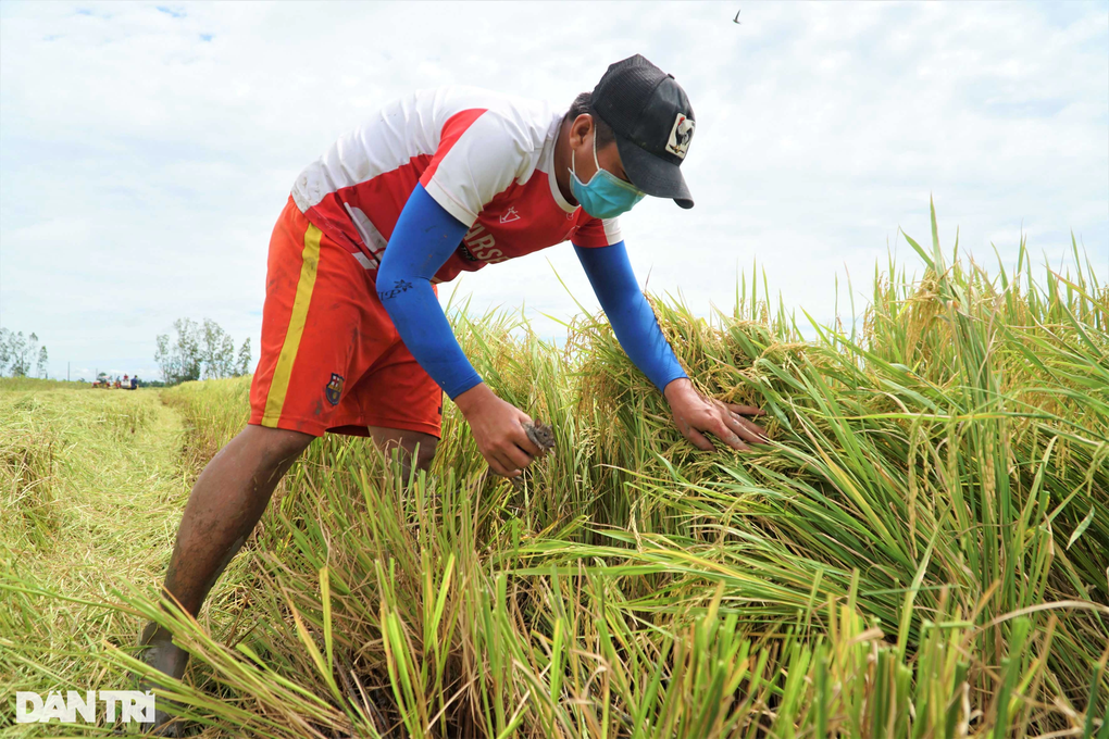 Chợ chuột lớn nhất miền Tây gom 5 tấn mỗi ngày vẫn không đủ bán - 1 Chợ chuột lớn nhất miền Tây gom 5 tấn mỗi ngày vẫn không đủ bán - 1