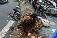 Cây đổ đè trúng một phụ nữ trên phố Hàng Mã